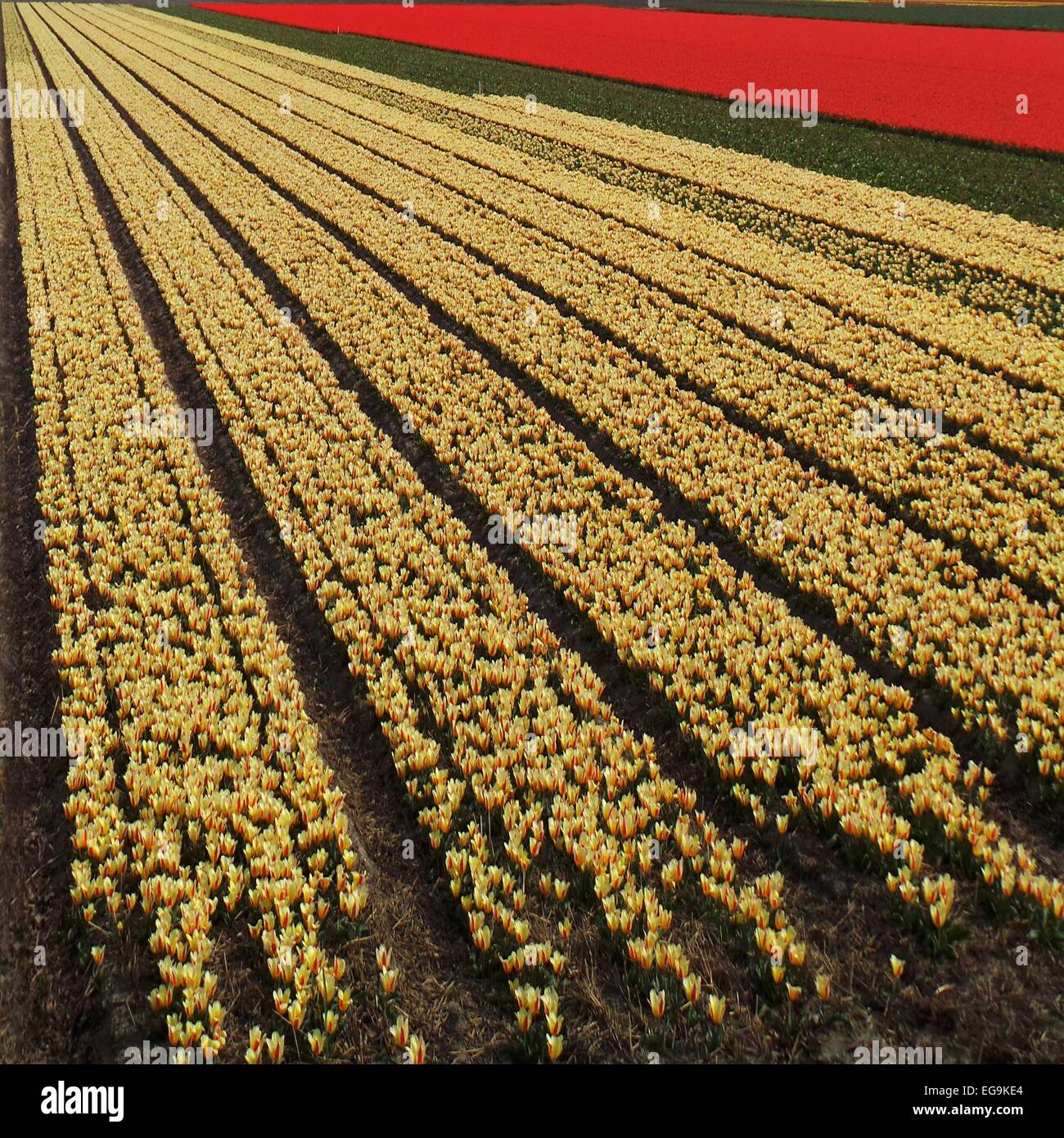 Netherlands, Field with yellow and red tulips Stock Photo - Alamy