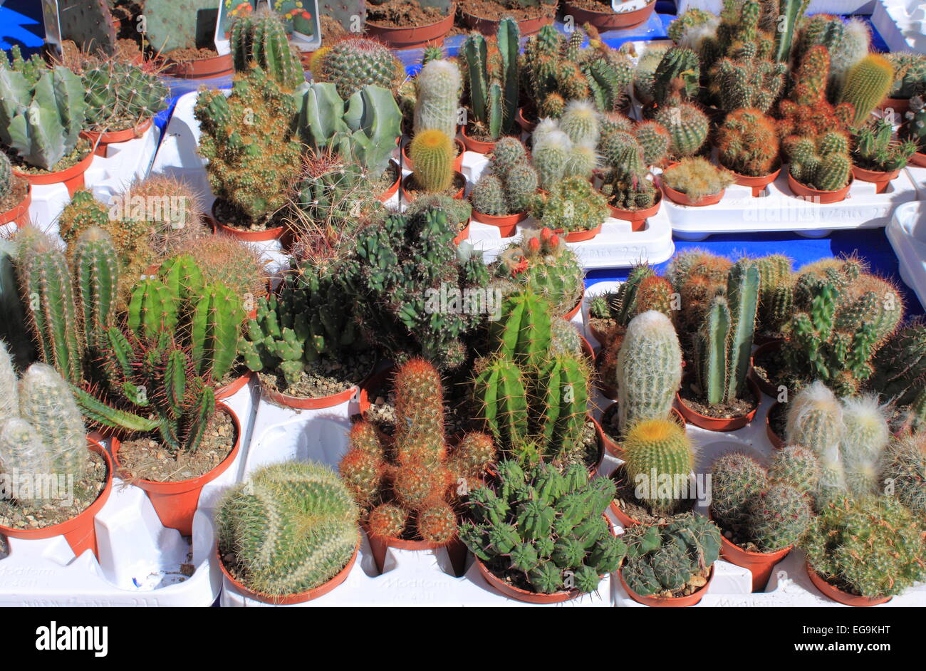 Many succulent plants in a nursery garden Stock Photo
