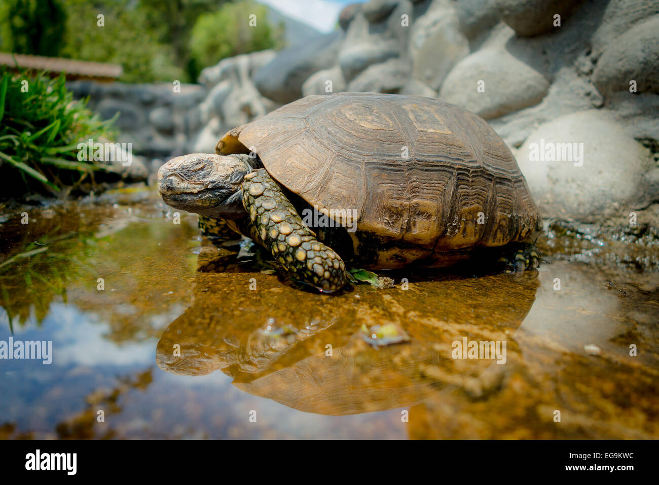 Turtle farming hi-res stock photography and images - Alamy