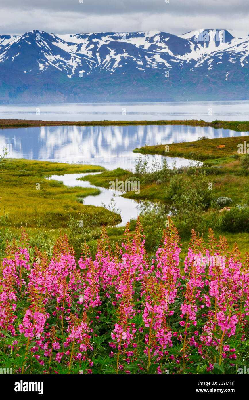 Dwarf Fireweed (Epilobium latifolium or Chamerion latifolium) in Skjalfandi bay. Husavik. Iceland, Europe. Stock Photo