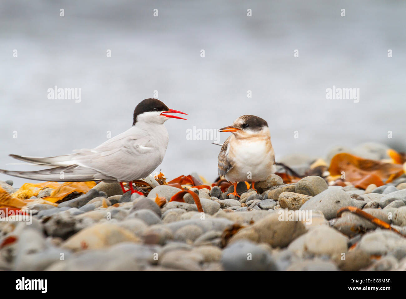 Arctic tern (Sterna paradisaea). Stock Photo