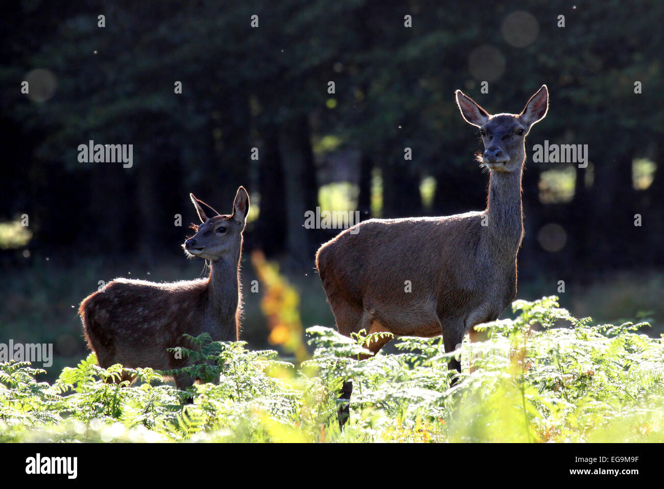 Red deer hind and calf. London Richmond Park Stock Photo