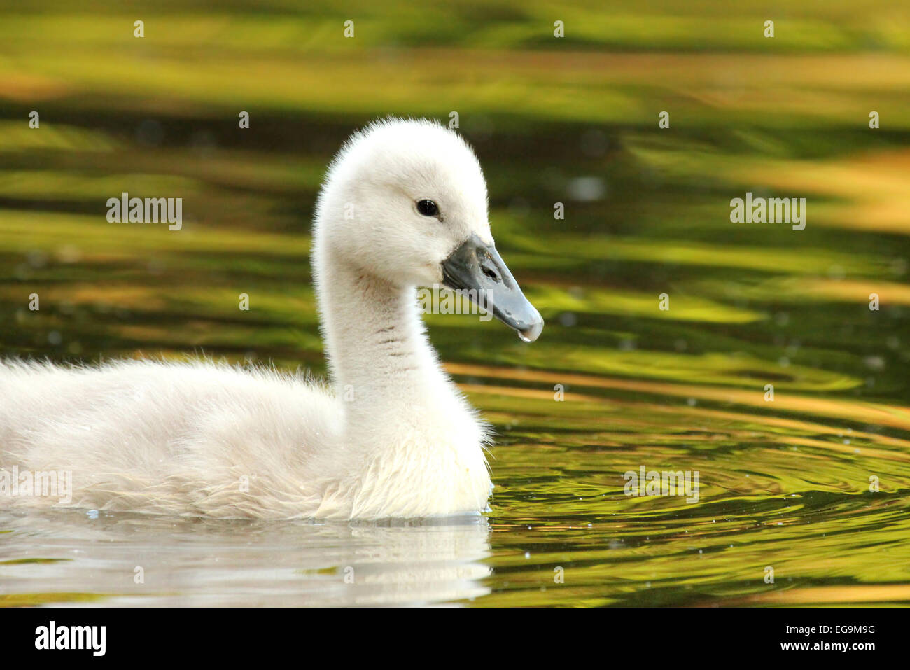 Mute swan cygnet. London UK Stock Photo