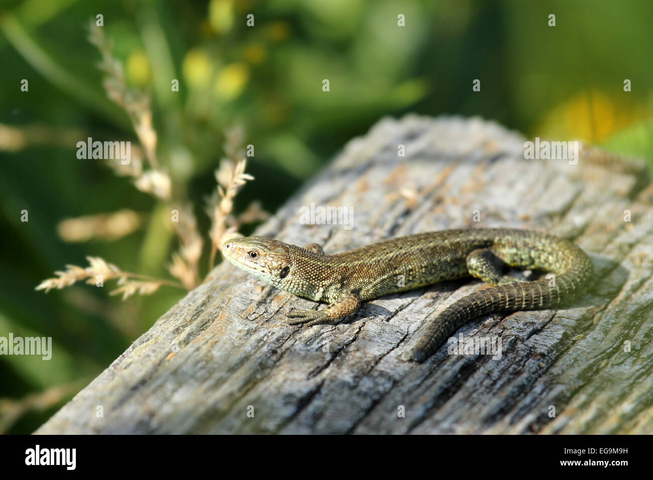 Common Lizard basking in the sun. London Wetland Centre UK Stock Photo