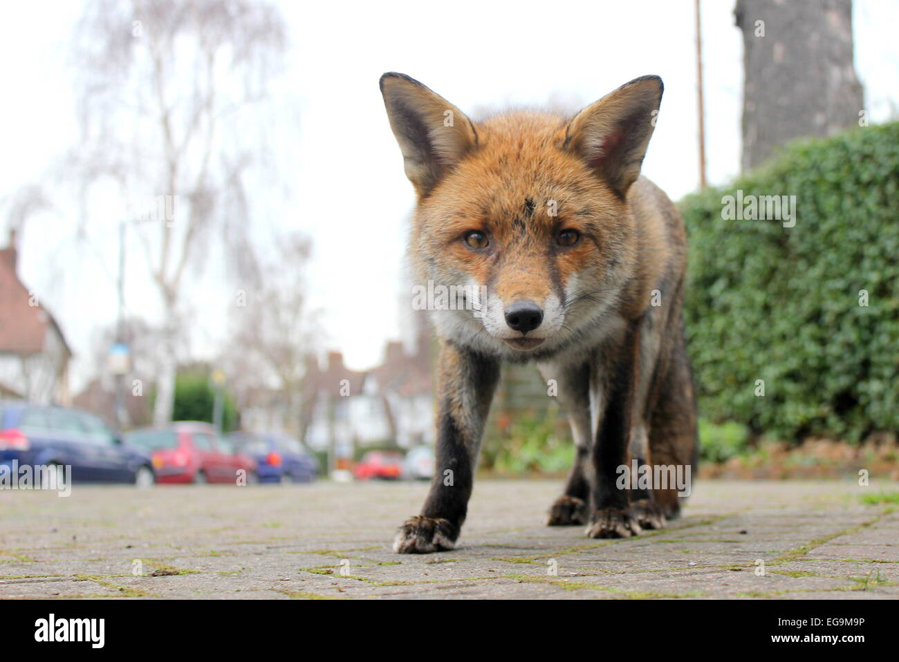 Red Fox Urban, London UK Stock Photo