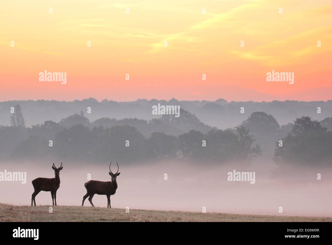 Red deer stags at sunrise. Richmond Park, London UK Stock Photo