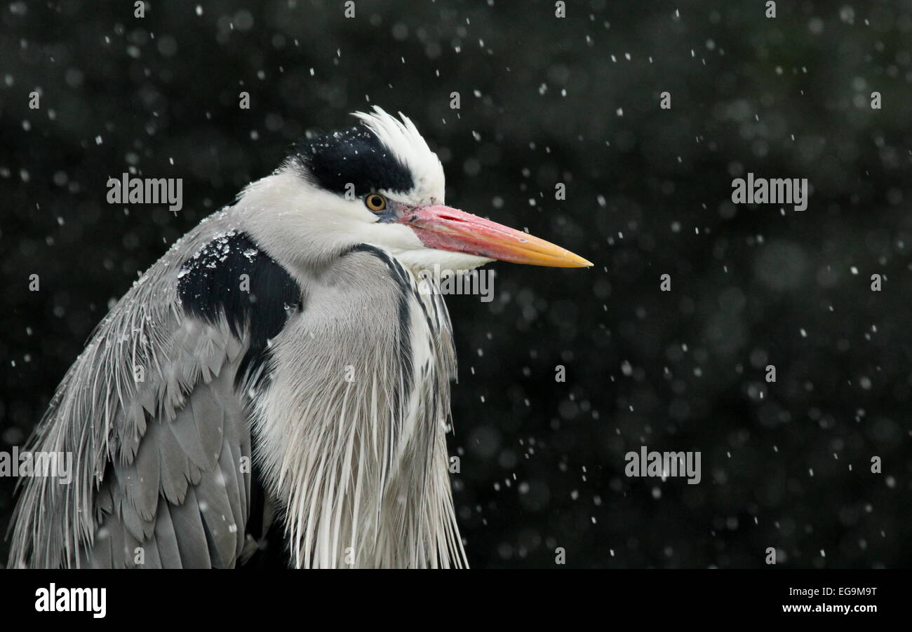 Grey Heron. London, UK Stock Photo