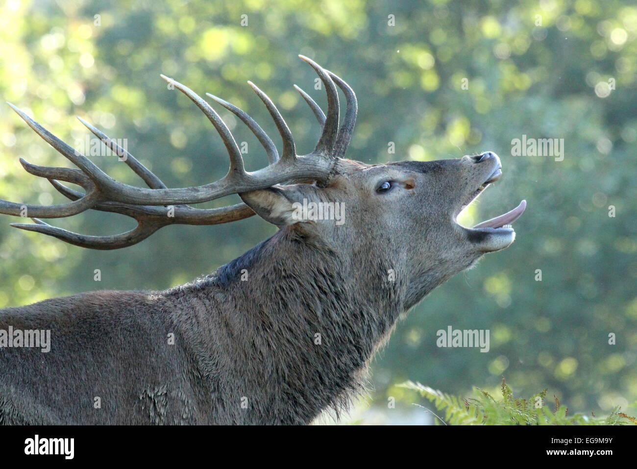 Red deer stag bellow. Richmond Park, London Stock Photo
