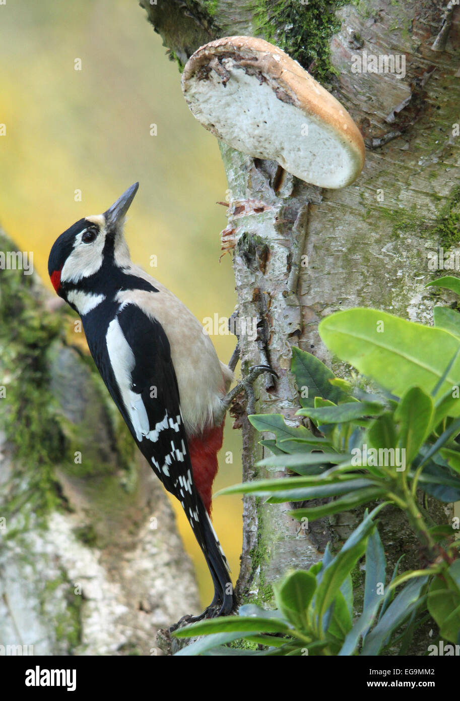 Great Spotted Woodpecker (Dendrocops dendrocopus) on a silver birch tree with a birch polypore fungus above. Stock Photo