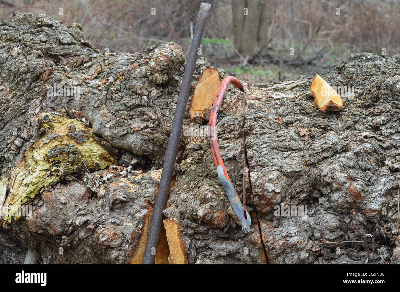 Buck saw Stock Photo