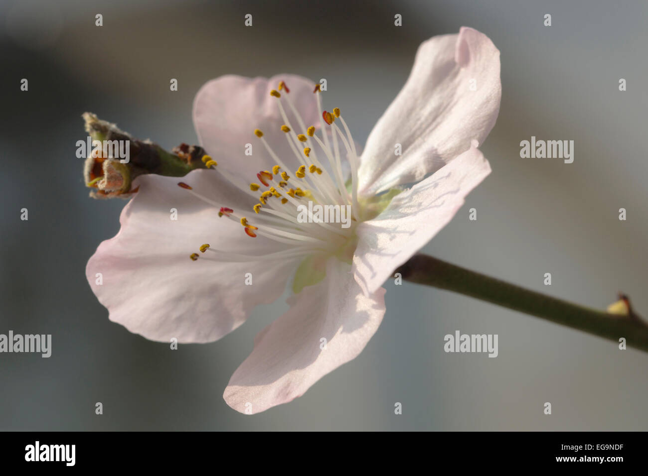 Macro of flowering peach blossoms -  Prunus persica, against a soft pastel gray background. Stock Photo