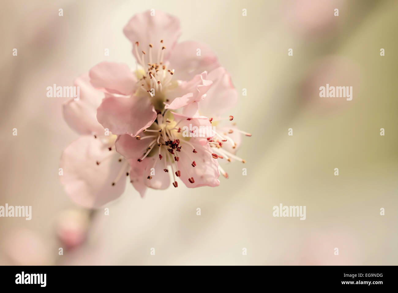 Macro of flowering peach blossoms -  Prunus persica, against an unfocused soft pastel background. Stock Photo