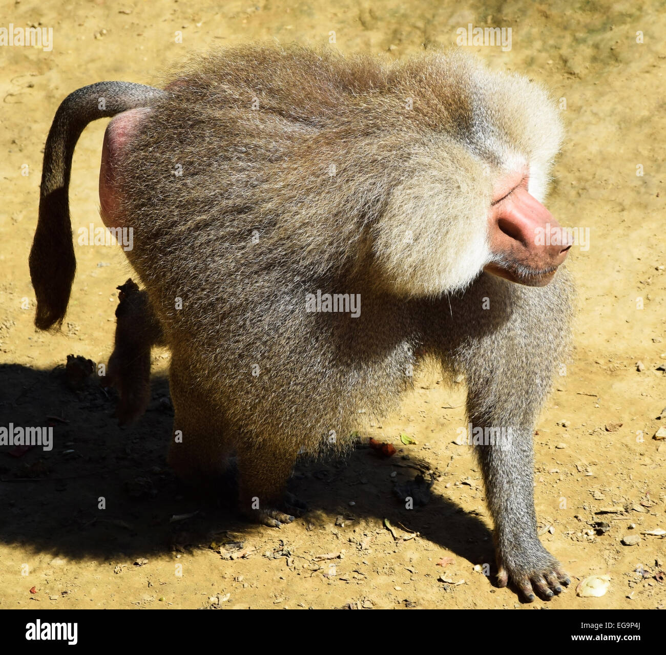 Male baboon young hi-res stock photography and images - Alamy