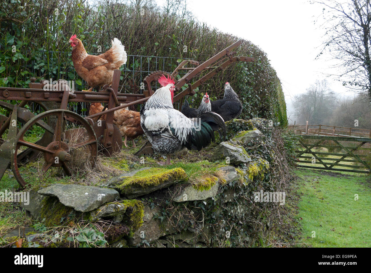 Free range hens chickens and cockerel rooster sit on an old plough and stone wall in cold dry February weather on a smallholding rural farmyard garden in Carmarthenshire, West Wales, UK   KATHY DEWITT Stock Photo