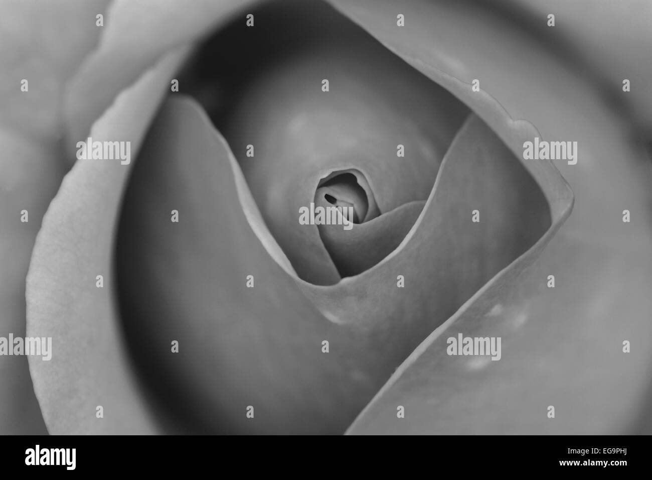 Macro of the centre of a folded rose bud monochrome processing Stock