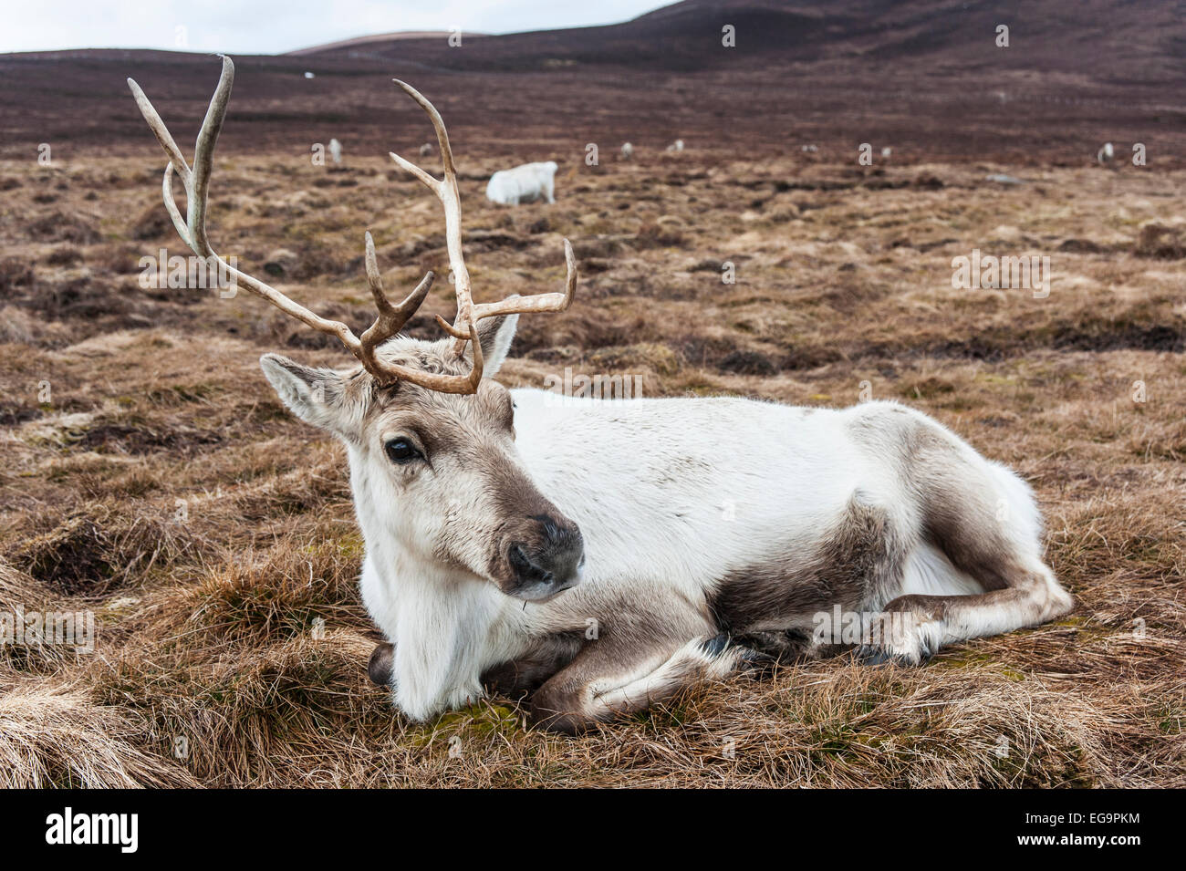 Reindeer, laying down, on grass Stock Photo