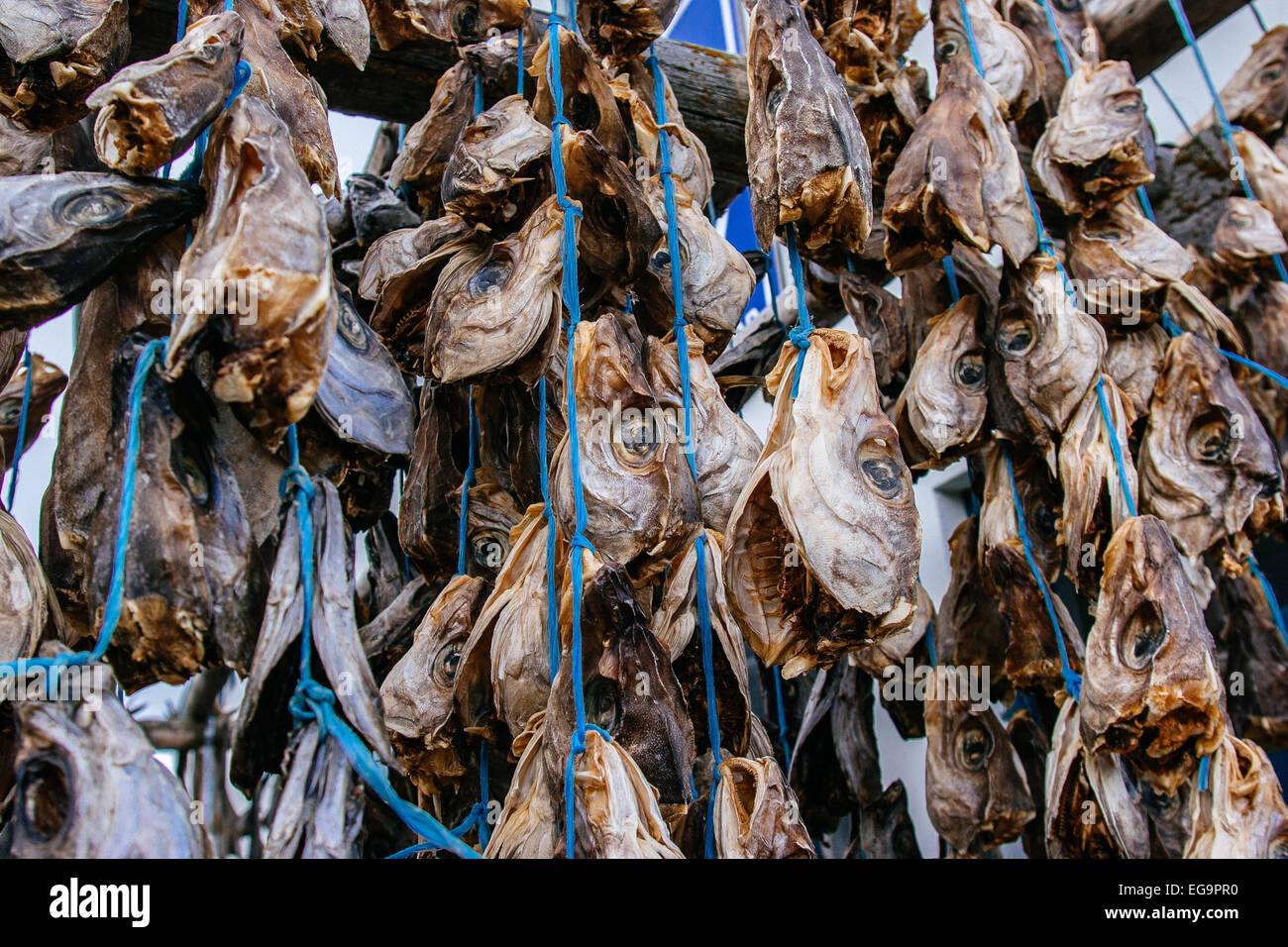 Icelandic Dry Fish Dried Fish Iceland High Resolution Stock Photography and Images - Alamy
