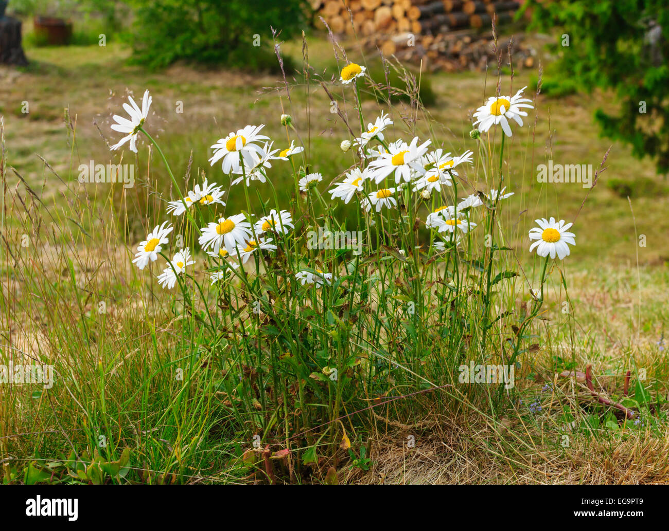 Midsummer flowers, group of daisies, midsummer, Varmland, Sweden. Stock Photo