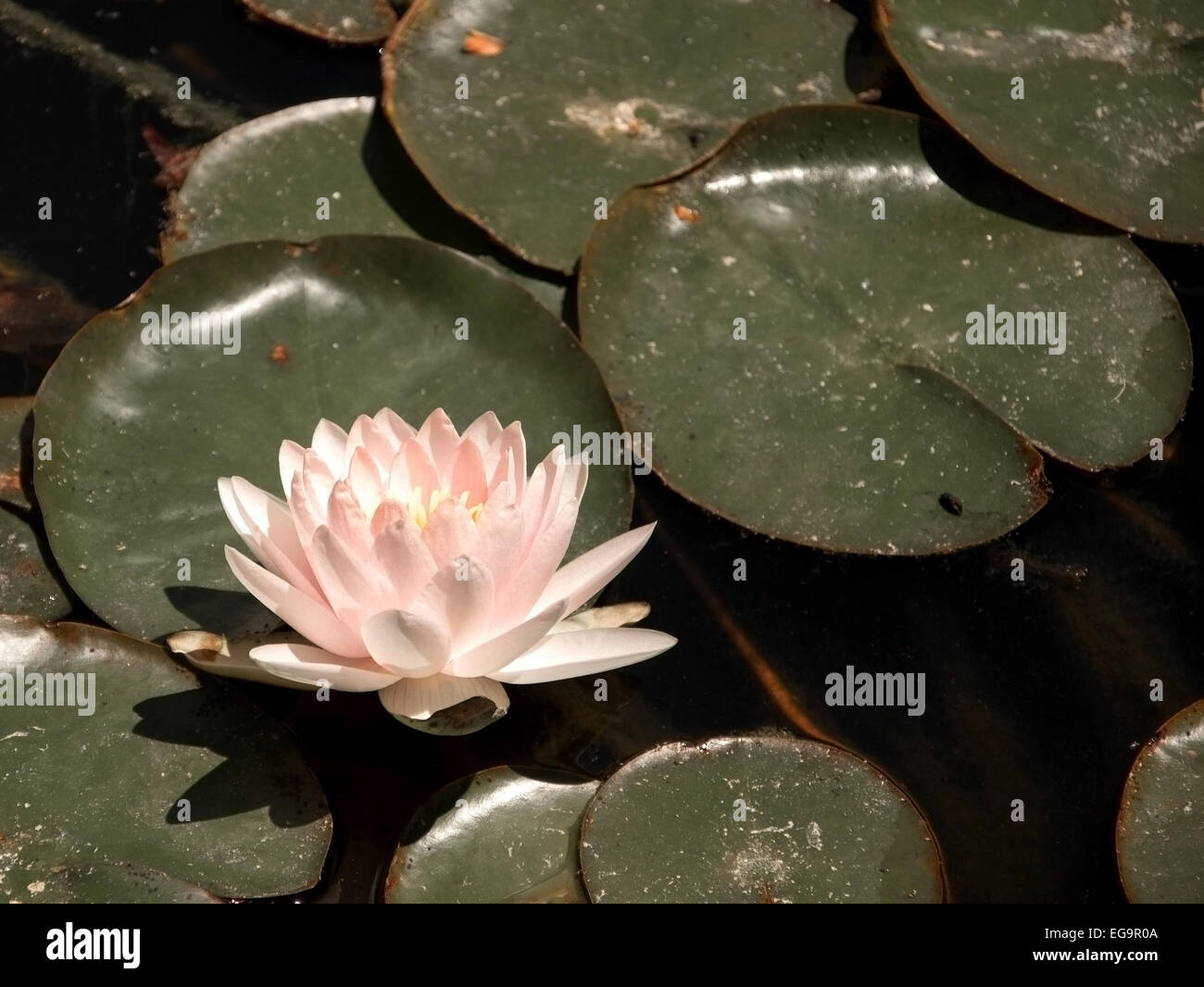 Delicate pink waterlily blossoming among dirty green leaves concept for contrast, beauty in nature, against all odds. Stock Photo