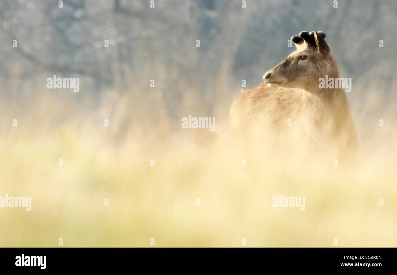 Red deer stag. Richmond Royal Park, London UK Stock Photo
