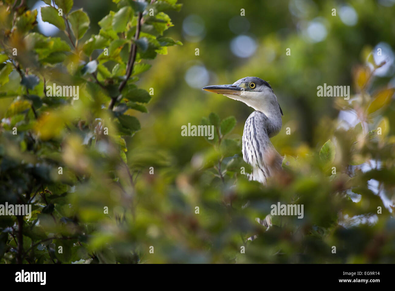 Grey Heron in tree. Richmond Park, London, UK Stock Photo