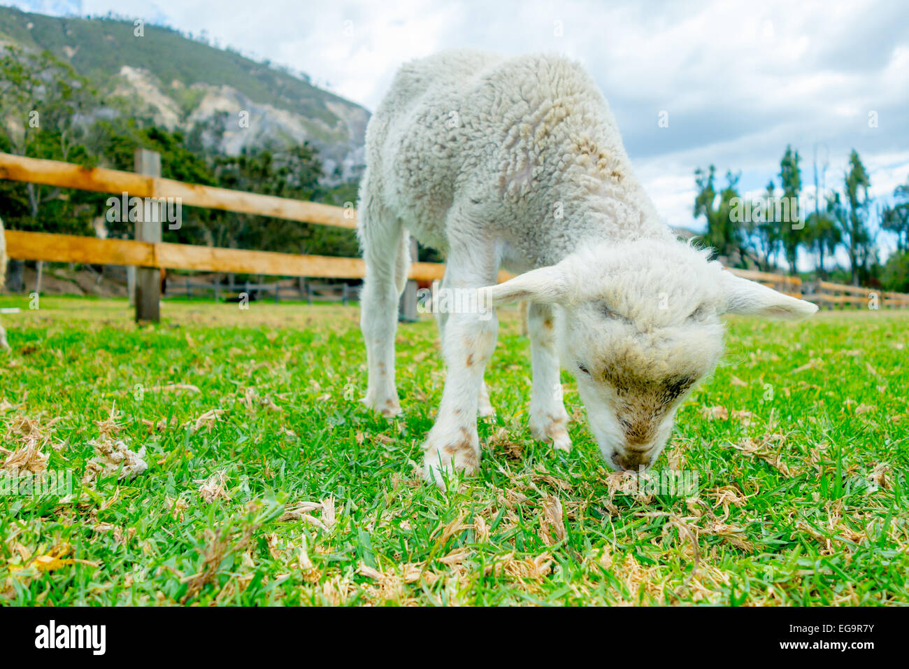 cute lamb in a farm Stock Photo - Alamy