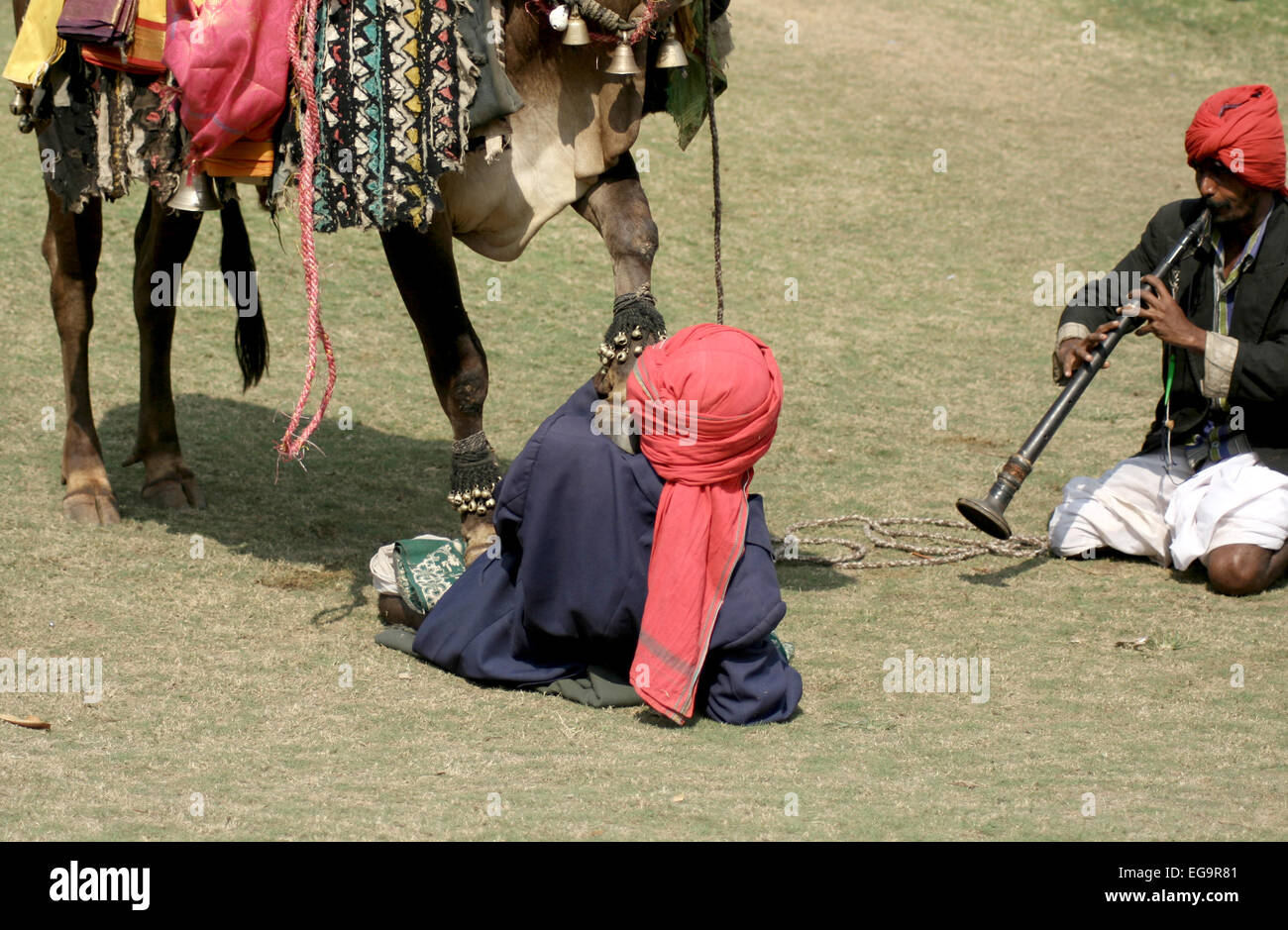 Musician show decorated bull gangireddu skills during sankranti  pongal hindu festival on January 14,2014 in in Hyderabad,India. Stock Photo