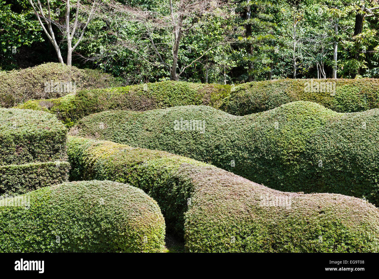 At the zen Buddhist temple of Daichi-ji, Shiga, Japan, the 17c Horai garden by Kobori Enshu is filled with snaking lines of clipped azaleas Stock Photo