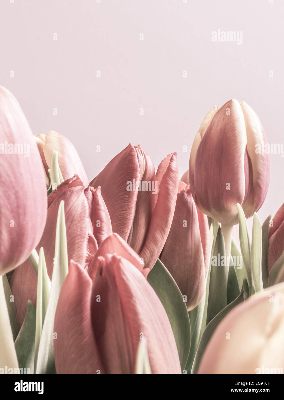Vintage tulips in soft pink color. Vertical image with copy space. Stock Photo