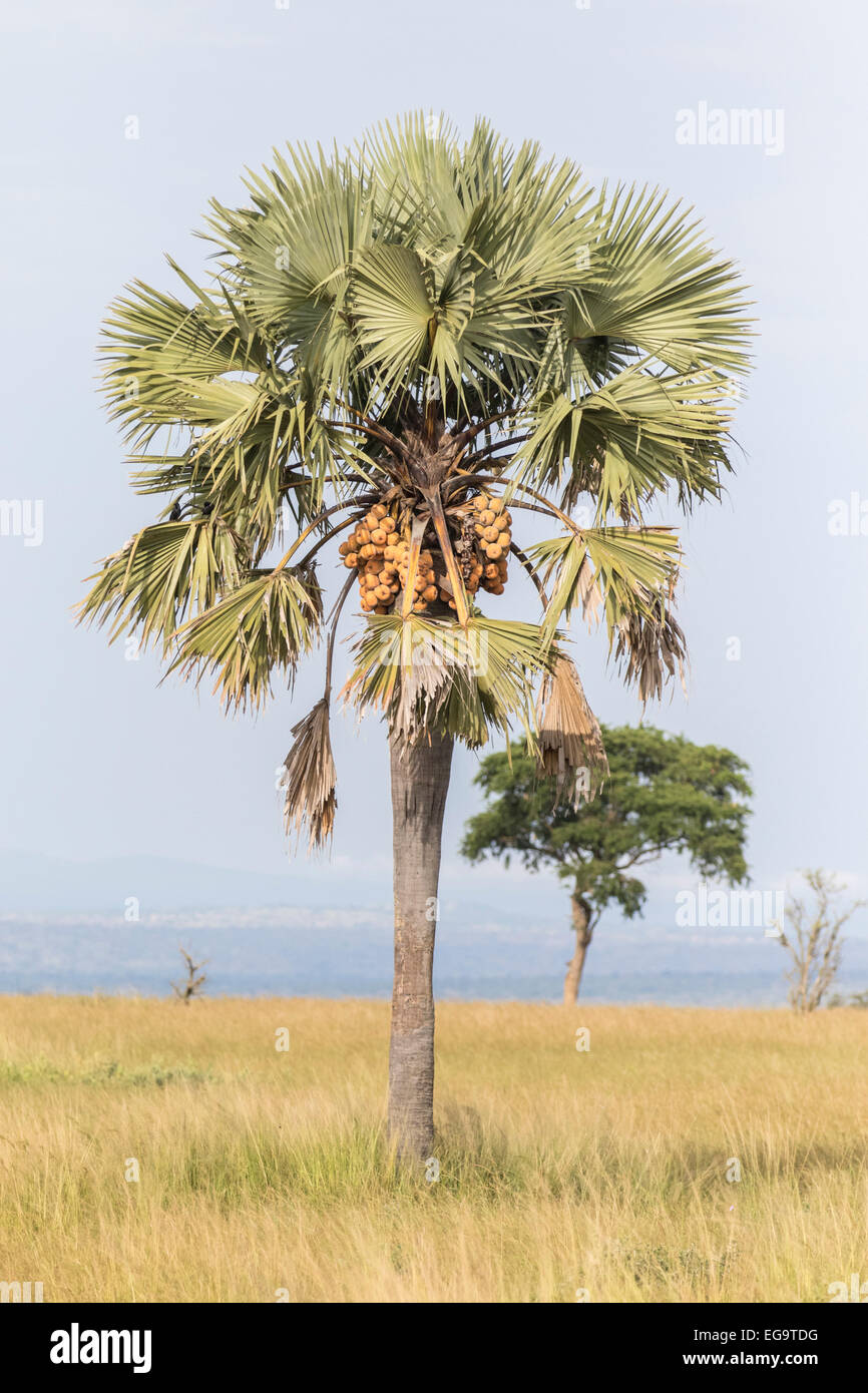 Borassus palm (Borassus aethiopum) in Murchinson Falls National Park, Uganda Stock Photo