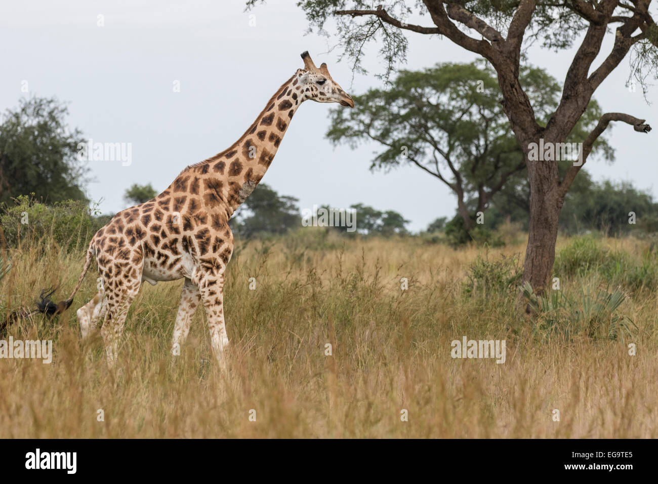 Rothschild's giraffe (Giraffa camelopardalis rothschild), Murchinson Falls National Park, Uganda Stock Photo
