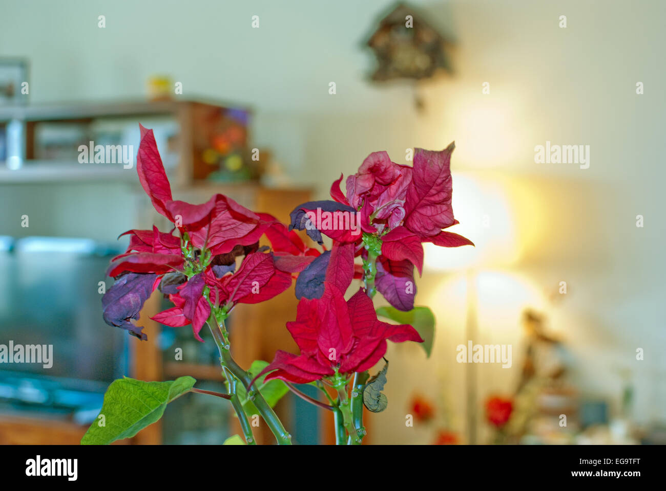 Indoor Flower Stock Photo
