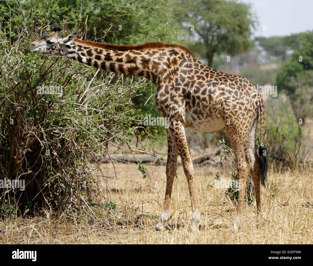 Giraffe eating leaves from a bush. - Tangire National Park - Tanzania, Africa. Stock Photo