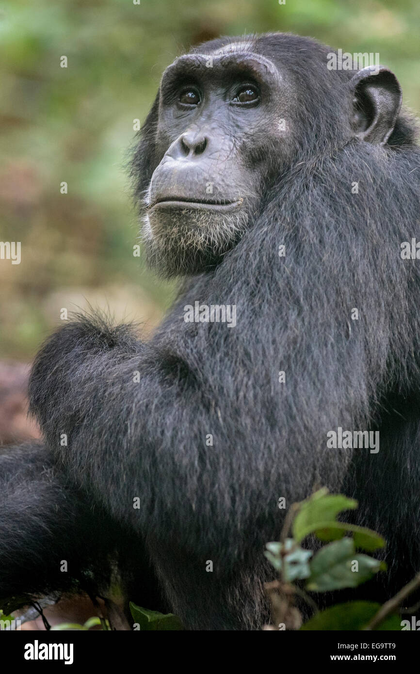 Eastern Chimpanzee (Pan troglodytes schweinfurthii), Kibale Forest, Uganda Stock Photo