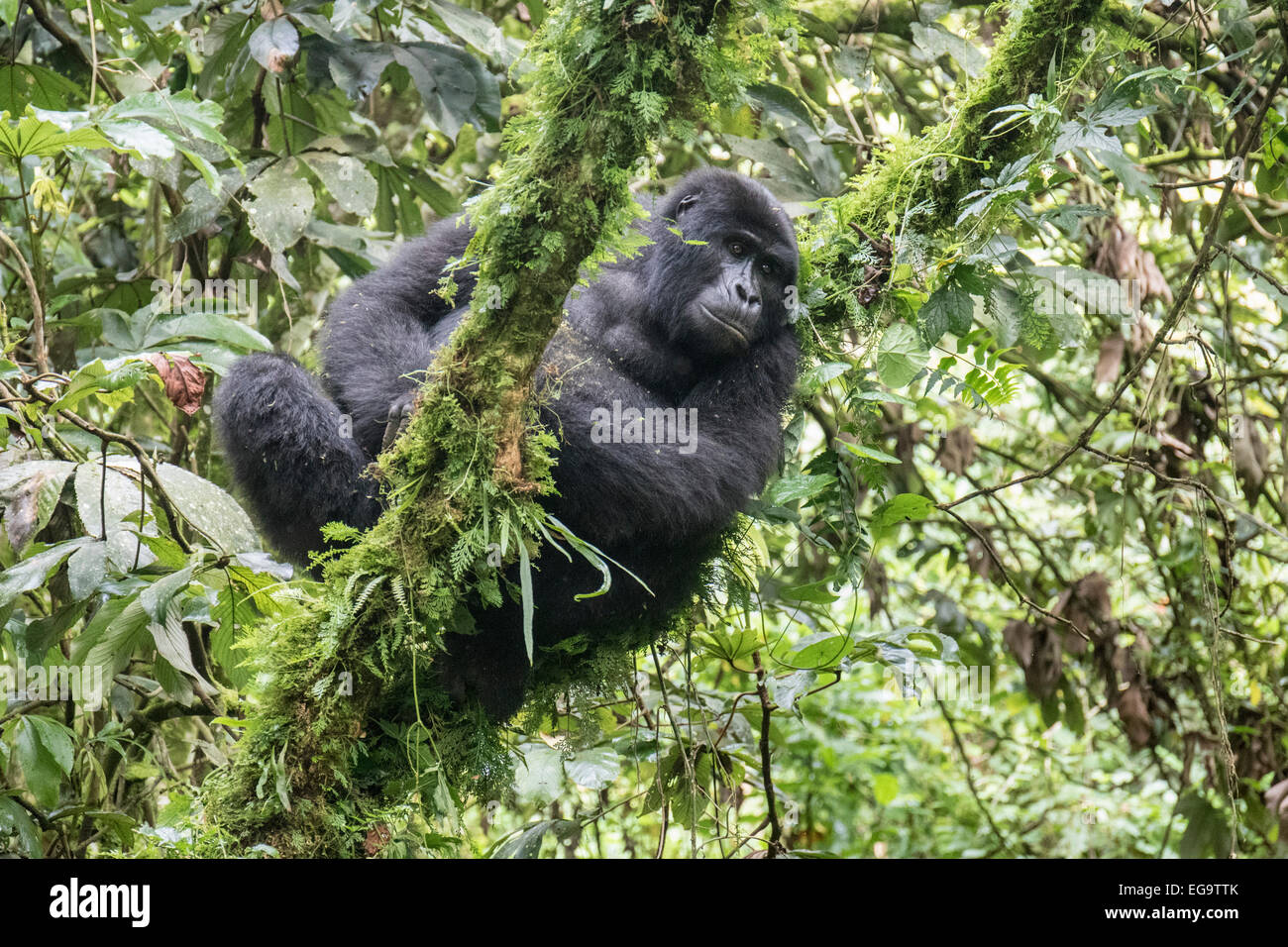 Mountain gorilla of the Nkuringo group (Gorilla beringei beringei), Bwindi Impenetrable Forest National Park, Uganda Stock Photo