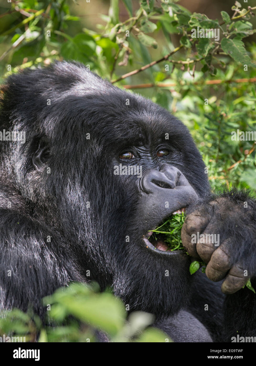 Mountain gorilla of the Nyakagezi group (Gorilla beringei beringei), Mgahinga Mountain Gorilla National Park, Uganda Stock Photo