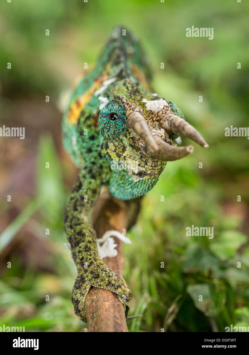 Male Jackson's chameleon (Trioceros jacksonii), Bwindi Impenetrable Forest National Park, Uganda Stock Photo