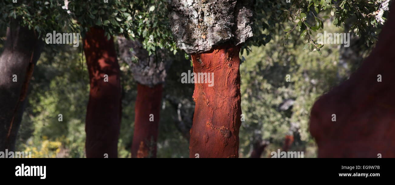 Cork Oaks, Andalucia spain Stock Photo Alamy