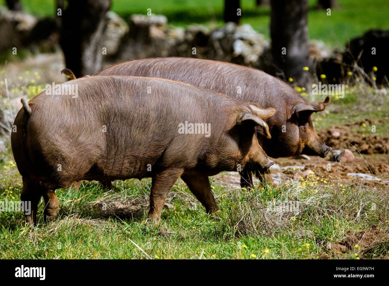 Cerdos en un hires stock photography and images Alamy