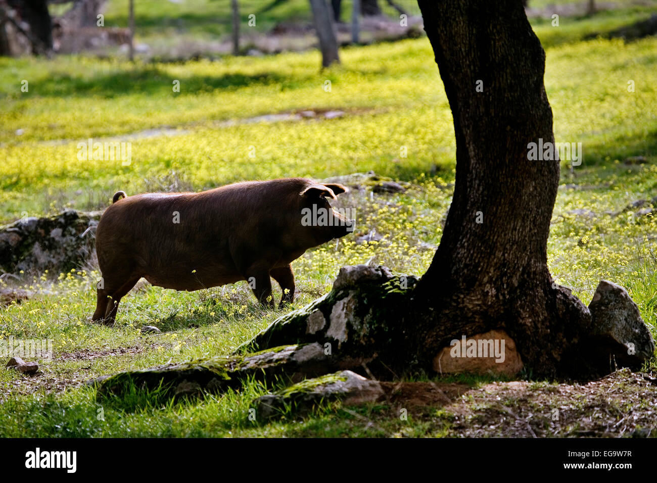 Iberian pigs holm oak forest Valle los Pedroches Villanueva de Cordoba Andalusia Spain cerdo ibericos en un encinar en el valle Stock Photo