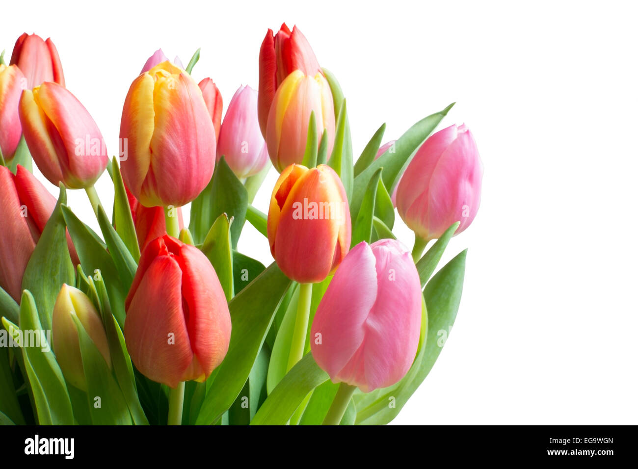 Colorful tulips isolated on white. Bouquet of tulips in red, yellow, pink with stems and leaves in green, isolated on white. Stock Photo
