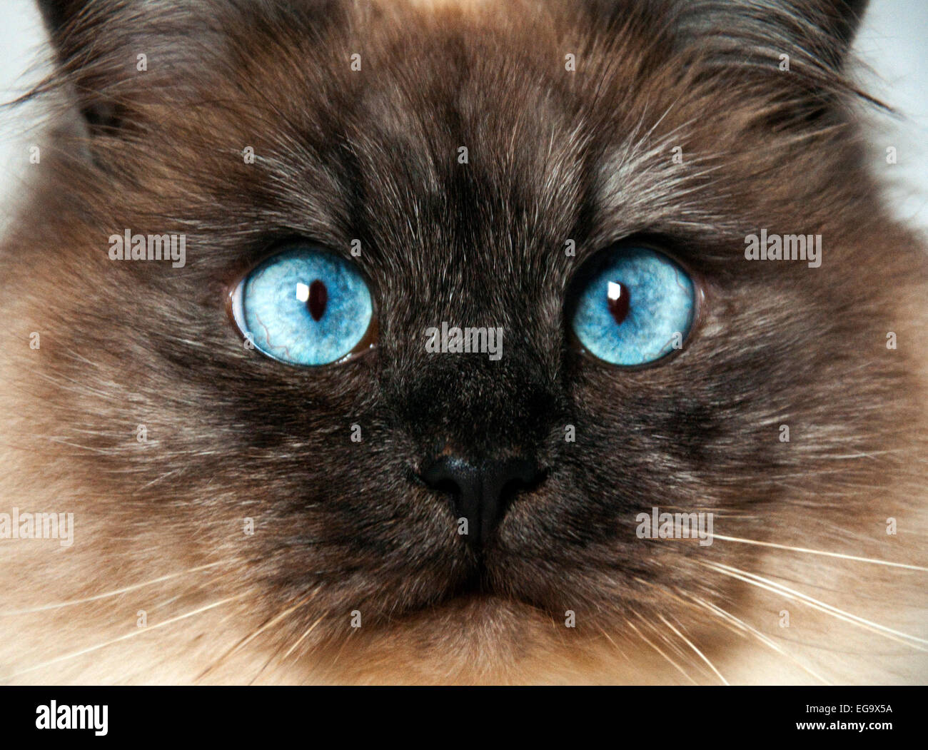 Close up of a Burman cat staring into the camera. Stock Photo