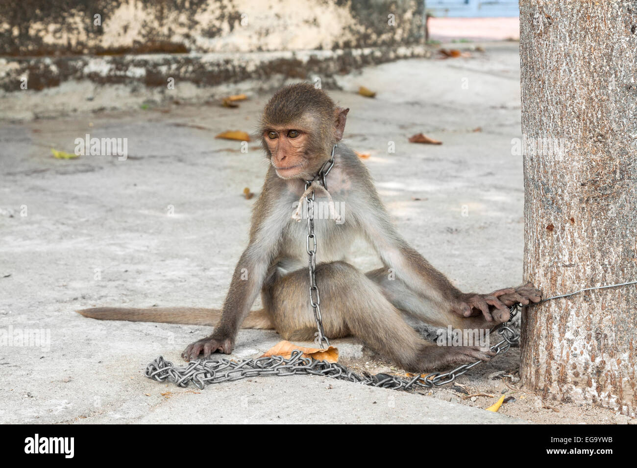 Monkey tied on a chain in Kon Tum, Vietnam, Asia Stock Photo - Alamy