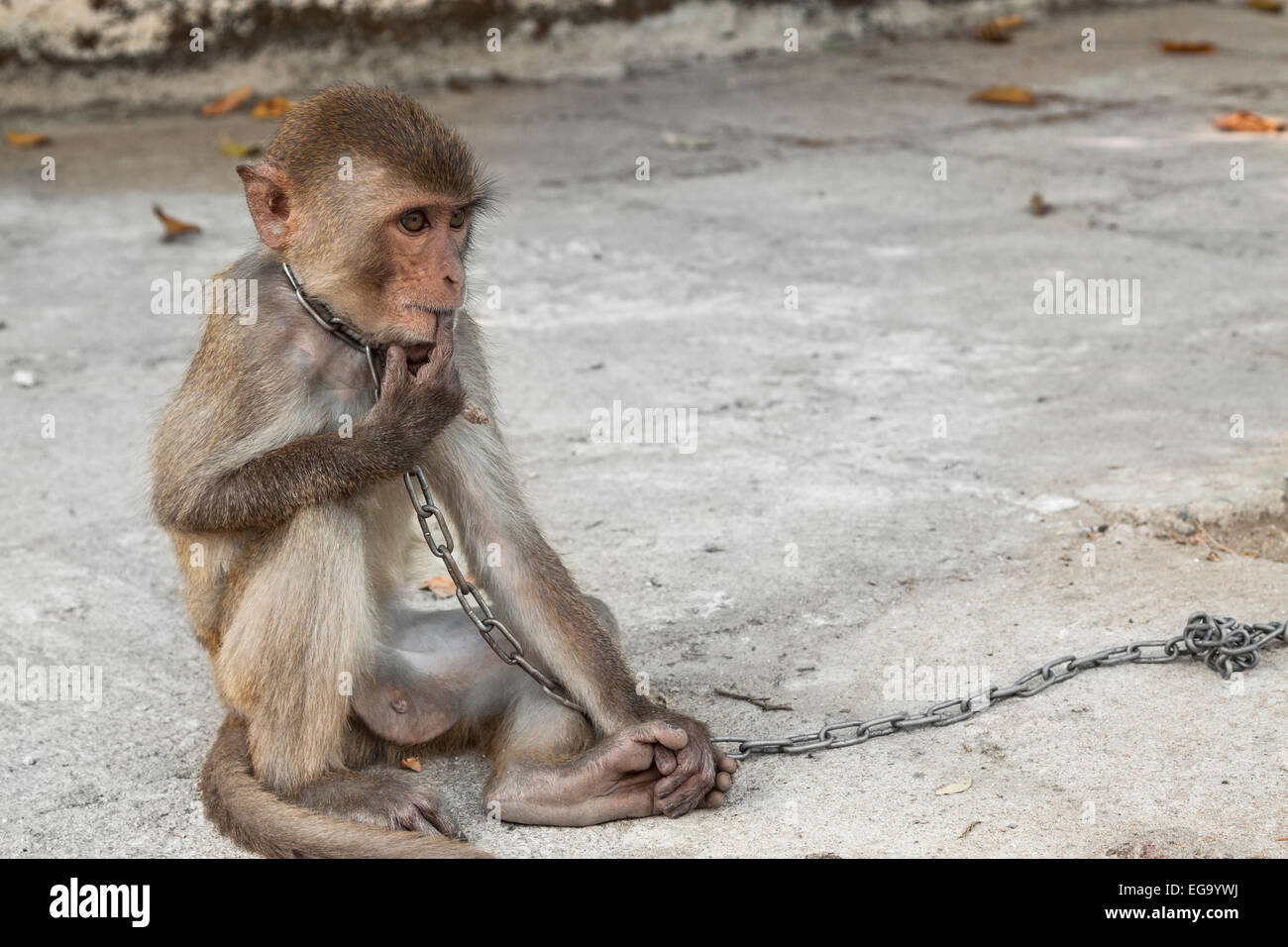 Monkey tied on chain in hires stock photography and images Alamy
