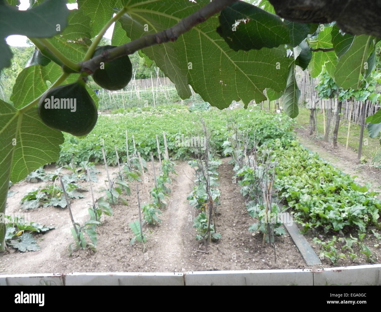 A lush fig tree in a vegetable garden Stock Photo