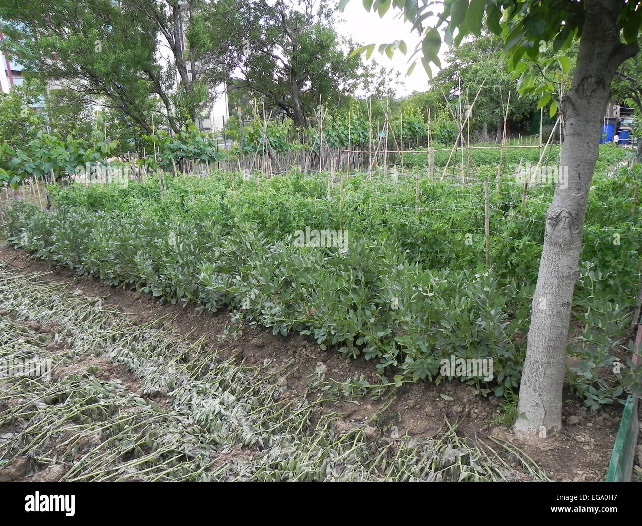 A lush vegetable garden shines in early spring Stock Photo Alamy