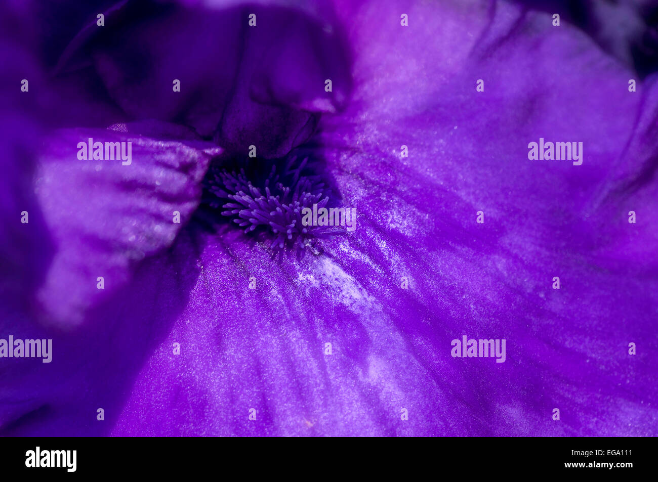 Macro shot of purple bearded flag iris flower showing "beard" Stock Photo