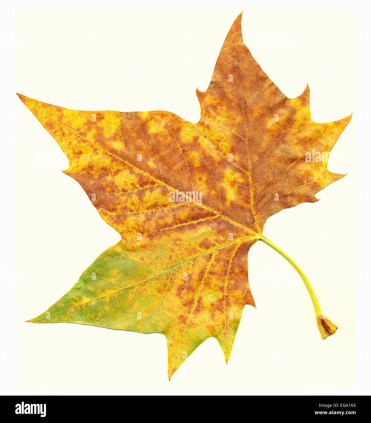 Maple leaf in autumn, Acer platanoides Stock Photo