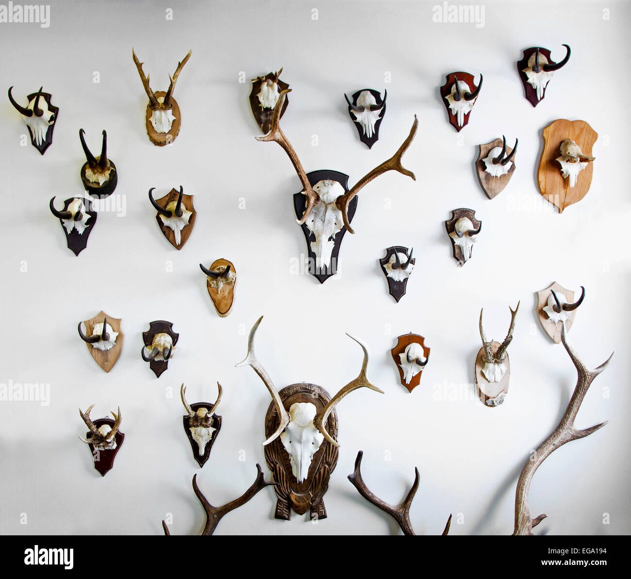 Mounted deer antlers and chamois horns hanging on a wall Stock Photo