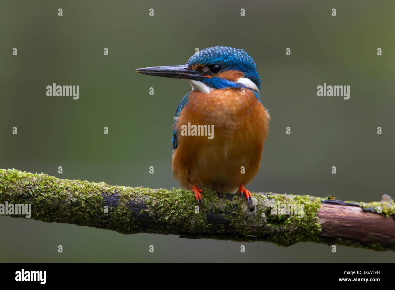 Common kingfisher / Eurasian kingfisher (Alcedo atthis) male perched on branch and on the lookout for fish in river Stock Photo